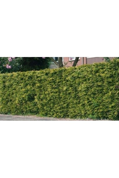 Туя складчаста Зебрина